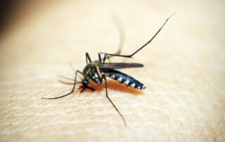 Insektenstich und Zeckenbiss